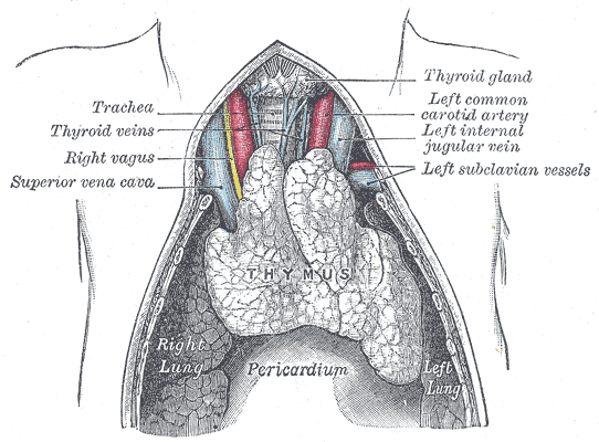 thyroid gland thymus